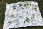 Was wächst auf der Wiese nebenan? | © Umweltstation Altmühlsee