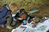 Totholz-Bewohner werden genauer betrachtet | © LBV Umweltstation Altmühlsee