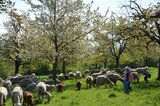 Kinder unter den blühenden Kirschbäumen | © LBV Umweltstation Altmühlsee