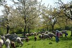 Kinder unter den blühenden Kirschbäumen | © LBV Umweltstation Altmühlsee