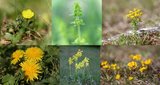 Gelbe Blütenpracht - kleine Sonnen überall | © LBV Umweltstation Altmühlsee