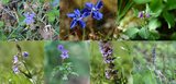 Blaue Blütenpracht - der Himmel auf Erden  | © LBV Umweltstation Altmühlsee