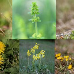 Es summt und brummt, zwitschert und tr&auml;llert