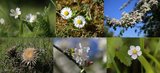Weiße Blütenpracht - strahlende Lichtpunkte | © LBV Umweltstation Altmühlsee