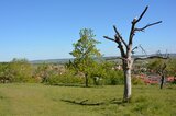 Markante Totholz-Bäume bilden einen Kontrast zum satten Frühlings-Grün | © LBV Umweltstation Altmühlsee