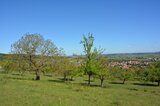 Blick über die Streuobstwiese auf Markt Berolzheim  | © LBV Umweltstation Altmühlsee