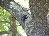 Papa Star bringt Insekten-Nachschub für den Nachwuchs, der in einer Asthöhle im Roten Boskoop laut bettelnd wartet | © LBV Umweltstation Altmühlsee