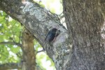 Papa Star bringt Insekten-Nachschub für den Nachwuchs, der in einer Asthöhle im Roten Boskoop laut bettelnd wartet | © LBV Umweltstation Altmühlsee