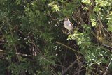 Das Neuntöter-Weibchen hält Ausschau nach einem geeigneten Brutplatz | © LBV Umweltstation Altmühlsee