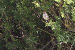 Das Neuntöter-Weibchen hält Ausschau nach einem geeigneten Brutplatz | © LBV Umweltstation Altmühlsee