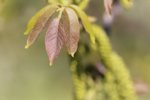 Die zarten Blätter der Walnuss entfalten sich | &copy; LBV Umweltstation Altmühlsee