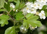 Schillernde Käfer auf einem Weißdorn-Blatt | © LBV Umweltstation Altmühlsee