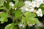 Schillernde Käfer auf einem Weißdorn-Blatt | © LBV Umweltstation Altmühlsee