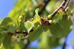 Grüne Kirschen wecken die Vorfreude auf den Sommer | &copy; LBV Umweltstation Altmühlsee