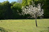 Manch ein Apfelbaum steht noch in voller Blüte | © LBV Umweltstation Altmühlsee