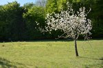 Manch ein Apfelbaum steht noch in voller Blüte | &copy; LBV Umweltstation Altmühlsee
