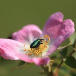 Tierische Impressionen im Juni