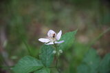 Männchen des Roten Halsbocks | © LBV Umweltstation Altmühlsee