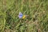 Himmelblaue Bläulinge - Männchen und Weibchen | © LBV Umweltstation Altmühlsee