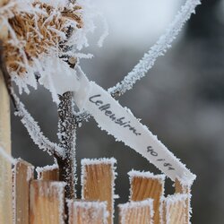 Geh&ouml;lzpflanzungen