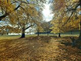 Goldene Sieben Linden | © LBV Umweltstation Altmühlsee