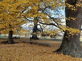 Linden im Herbst | © LBV Umweltstation Altmühlsee