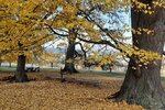 Linden im Herbst | © LBV Umweltstation Altmühlsee