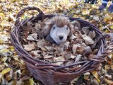 Igel Mecki fast im Winterschlaf | © LBV Umweltstation Altmühlsee