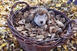 Igel Mecki fast im Winterschlaf | © LBV Umweltstation Altmühlsee