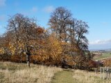 Die Sieben Linden im Herbst | © LBV Umweltstation Altmühlsee