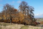 Die Sieben Linden im Herbst | © LBV Umweltstation Altmühlsee