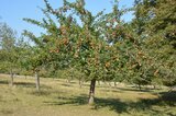 Apfelbaum Traum | © LBV Umweltstation Altmühlsee