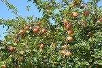 Apfelbaum voller Äpfel | &copy; LBV Umweltstation Altmühlsee