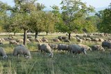 Schafe auf der Buchleite | © LBV Umweltstation Altmühlsee