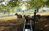 Schafe unter den Sieben Linden | © LBV Umweltstation Altmühlsee