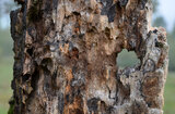 Loch in Skulptur | © Martina Widuch / LBV