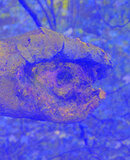 Schildkröte blau | © Martina Widuch / LBV