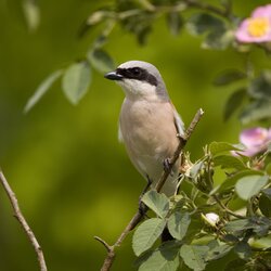 Naturkundliche Führung auf der Buchleite