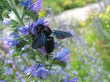 Blauschwarze Holzbiene (Xylocopa violacea) | © piclease (Gerd Röder)