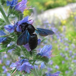Die Blauschwarze Holzbiene