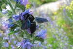 Blauschwarze Holzbiene (Xylocopa violacea) | © piclease (Gerd Röder)
