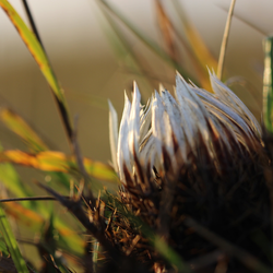 Die Silberdistel