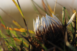 Silberdistel | © Stefan Böger