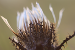 Silberdistel | © Stefan Böger
