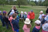 Schwalbenschwanzraupe beobachten | © LBV Umweltstation Altmühlsee