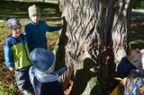 Auf den Lindenstämmen finden wir viele Feuerwanzen | © LBV-Umweltstation Altmühlsee