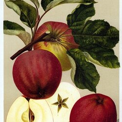 Roter Eiserapfel