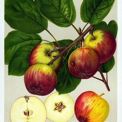 Roter Trierer Weinapfel