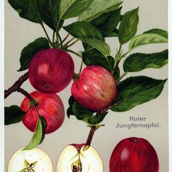 Roter Jungfernapfel