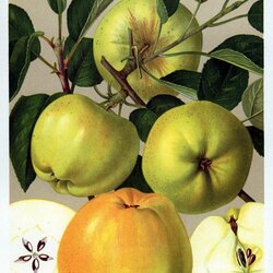 Signe Tillisch